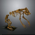 Detailed Bear Skeleton Anatomical Structure with Articulated Bones Display on Black Base 3d model