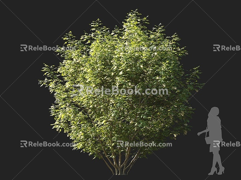 bushes ornamental shrubs landscape bushes small trees courtyard shrubs garden shrubs group shrubs round head shrubs ornamental shrubs 3d model