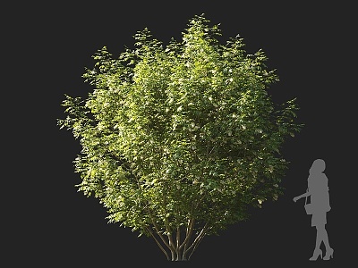 bushes ornamental shrubs landscape bushes small trees courtyard shrubs garden shrubs group shrubs round head shrubs ornamental shrubs 3d model