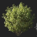 bushes ornamental shrubs landscape bushes small trees courtyard shrubs garden shrubs group shrubs round head shrubs ornamental shrubs 3d model