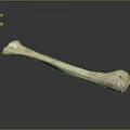Ancient Long Bone Specimen With Natural Texture On Dark Background 3d model