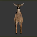 Brown Fur Fawn With White Spots Standing In Isolated Dark Background