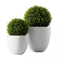 Large and Small Green Topiary Bushes in White Planters for Outdoor Decor