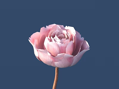 Elegant Pink Peony With Soft Layered Petals On Deep Blue Background 3d model