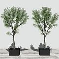Two Bonsai Trees in Black Square Pots on Indoor Wooden Floor with Light Background