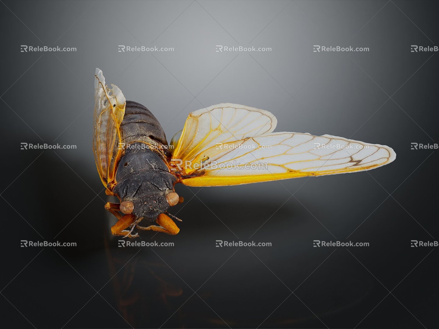 Modern cicada cicada cicada shell golden cicada 3d model