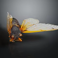 Close Up View Of Cicada With Yellow Transparent Wings And Black Body