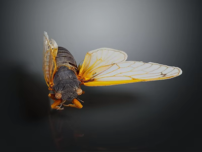 Close Up View Of Cicada With Yellow Transparent Wings And Black Body 3d model