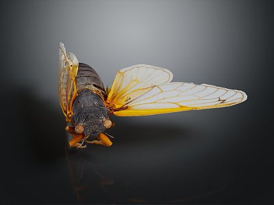 Modern cicada shell golden cicada 3d model