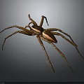 Brown Spider With Long Legs And White Stripe On Dark Background