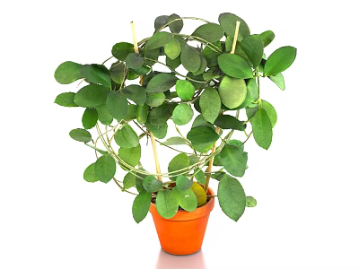 Potted Bonsai Plant with Lush Green Leaves Circular Shape in Terracotta Pot and Support Sticks 3d model