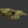 Detailed Animal Skull Organ Anatomy Displaying Orbital Cavity And Dental Structure