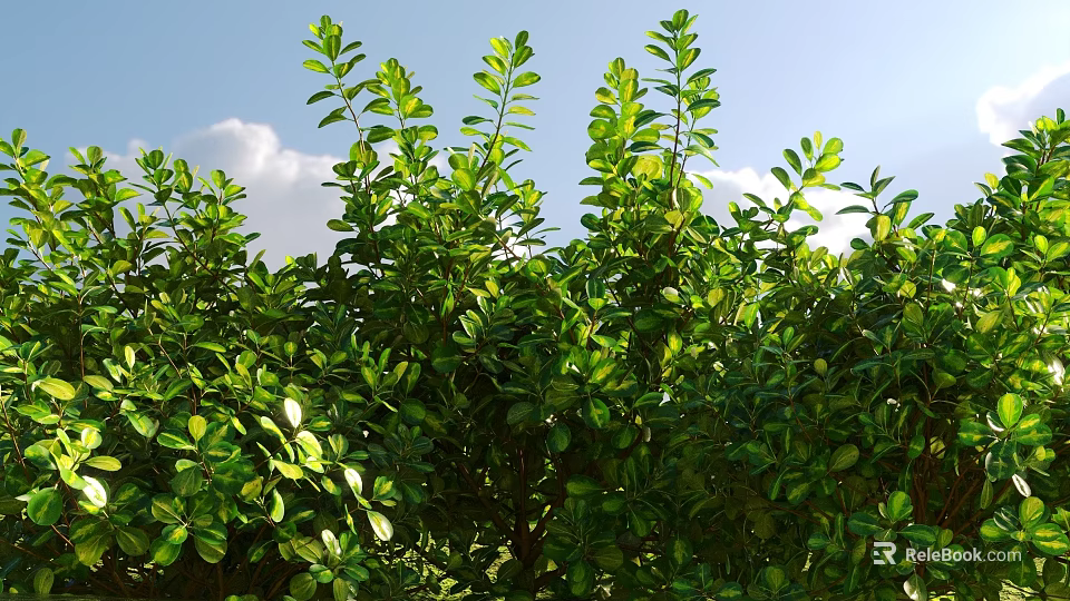 Lush Green Shrubs With Dense Fresh Foliage Under Bright Sunlight And Blue Sky 3d model 