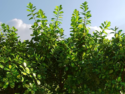 Lush Green Shrubs With Dense Fresh Foliage Under Bright Sunlight And Blue Sky 3d model