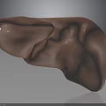 Human Liver Organ 3D Model With Textured Brown Surface And Hair Like Structures