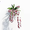 Beautiful Hanging Orchid Plant With White Pink Blooms And Green Leaves On White Background