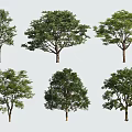 Multiple Arbor Specimens With Diverse Crown Shapes For Landscape Design 3d model
