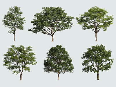 Multiple Arbor Specimens With Diverse Crown Shapes For Landscape Design 3d model