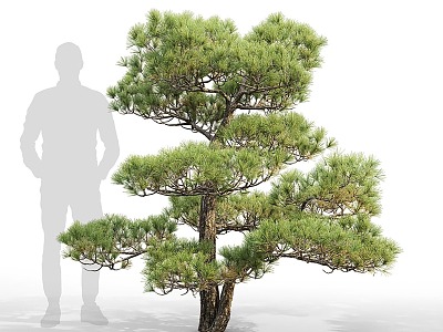 pine landscape tree model