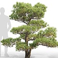 pine landscape tree 3d model