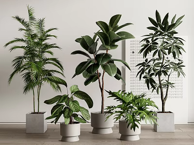 Indoor Bonsai Potted Plants With Different Green Varieties In Modern White Ceramic Pots 3d model
