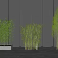 Different Bamboo Varieties In Modern Outdoor Setting 3d model