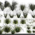 Diverse Ornamental Grasses With Various Heights Colors And Textures On Black Background