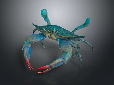 Vibrant Blue Green Crab With Red Tip Claws Detailed View 3d model