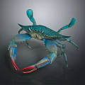 Vibrant Blue Green Crab With Red Tip Claws Detailed View