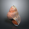 Spiral Conch Marine Animal With Brown Orange Textured Surface And Shiny Appearance