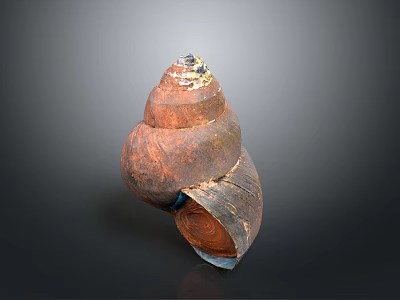 Spiral Conch Marine Animal With Brown Orange Textured Surface And Shiny Appearance 3d model