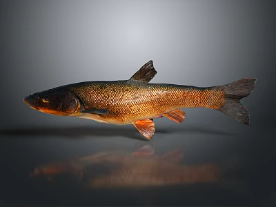 Shiny Brown Fish With Natural Scales Isolated On Gray Background 3d model