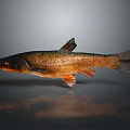 Shiny Brown Fish With Natural Scales Isolated On Gray Background
