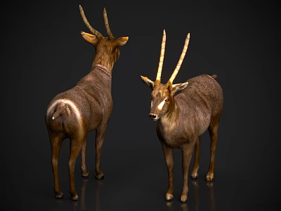 Two Brown Reptiles With Horn Like Structures Standing On Dark Background 3d model