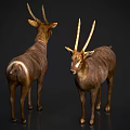 Two Brown Reptiles With Horn Like Structures Standing On Dark Background