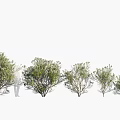 Various Arbor Trees With Lush Green Foliage In Natural Landscape Scene