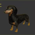 Realistic Black and Tan Dachshund 3D Model Standing on Gray Background 3d model