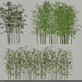 Different Types of Bamboo Plants For Landscaping With Various Heights And Green Foliage