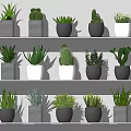 Various Potted Plants On Shelves With Gray And White Pots Cacti And Succulents