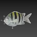Beautiful Colorful Striped Tropical Fish with Vibrant Body Fins Tail and Exotic Details