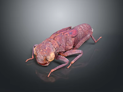 Red Beetle Insect With Detailed Rough Texture On 3D Rendered Gray Background 3d model