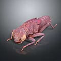 Red Beetle Insect With Detailed Rough Texture On 3D Rendered Gray Background