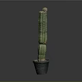Tall Columnar Green Potted Cactus Plant In Dark Pot On Plain Background