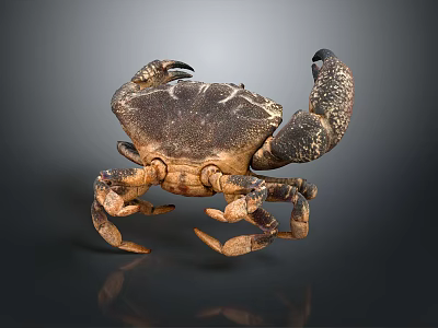 Realistic Aquatic Animal Crab With Dark Brown Shell Spotted Claws And Detailed Texture 3d model