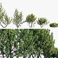 Evergreen Tree Varieties With Green Foliage And Natural Branch Structures 3d model