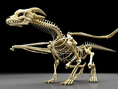 Detailed Dinosaur Skeleton Model With Anatomical Structure And Bone Details 3d model
