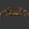 Detailed Realistic Brown Crab Aquatic Animal With Textured Shell Long Claws And Reflection