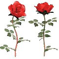 Blooming Red Roses With Green Stems And Lush Leaves On White Background