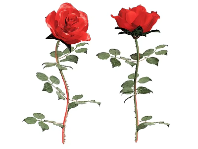 Blooming Red Roses With Green Stems And Lush Leaves On White Background 3d model