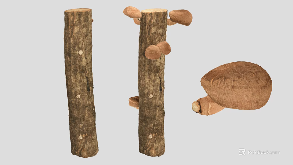 Natural Wooden Tree Trunks With Growing Brown Mushrooms And Fungal Details 3d model 